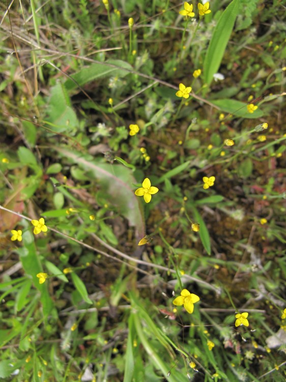 Cicendia filiformis